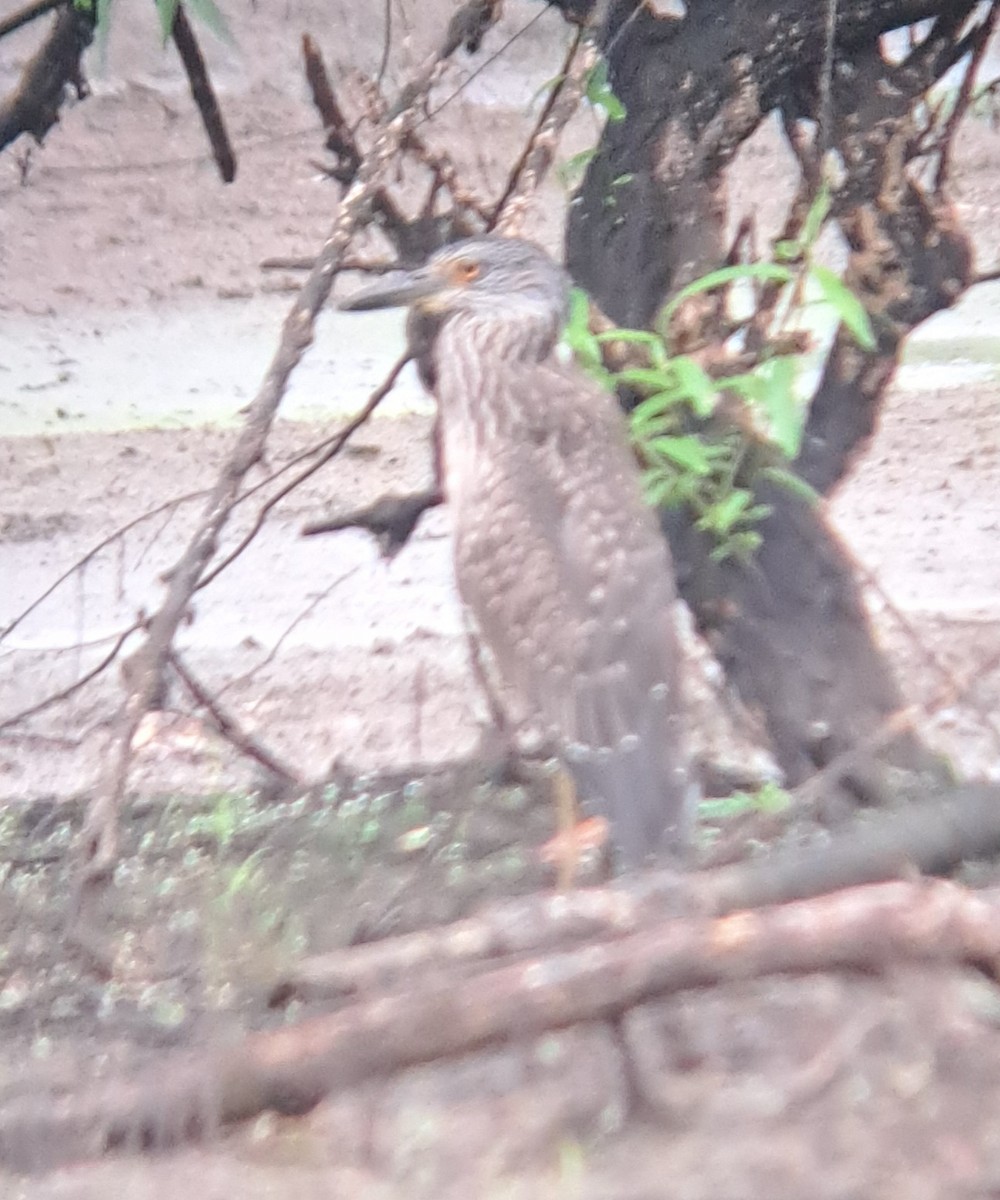 Yellow-crowned Night Heron - ML621991805