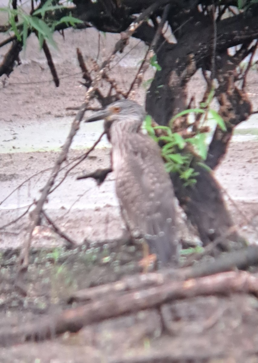 Yellow-crowned Night Heron - ML621991806