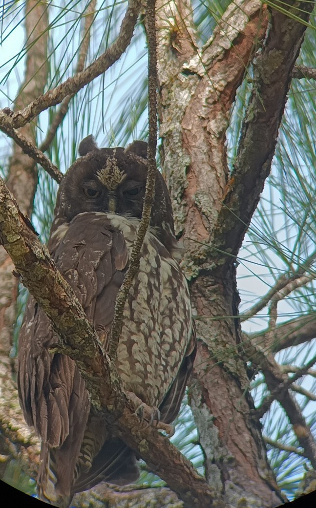 Hibou maître-bois - ML621991816