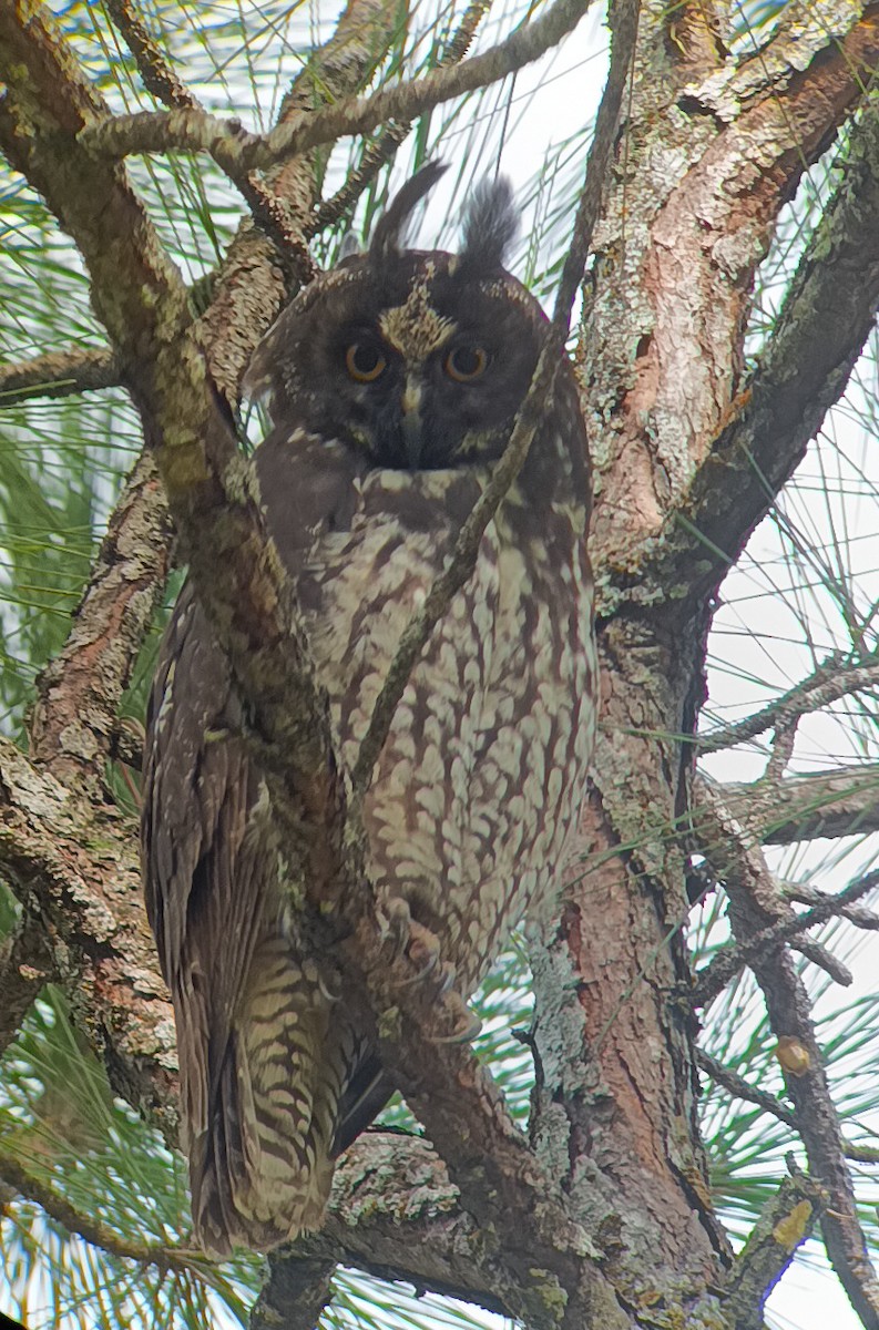 Hibou maître-bois - ML621991817