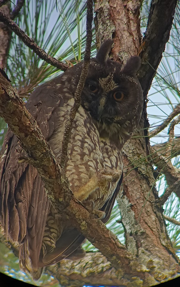 Hibou maître-bois - ML621991819