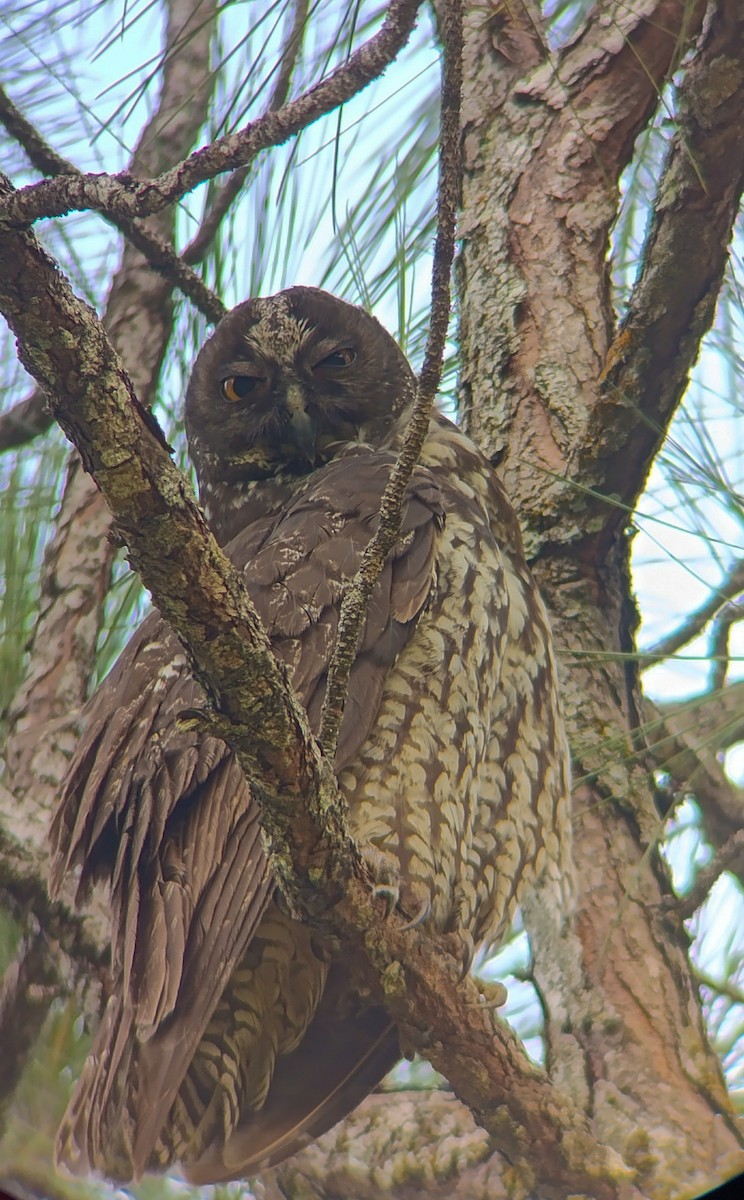 Hibou maître-bois - ML621991821
