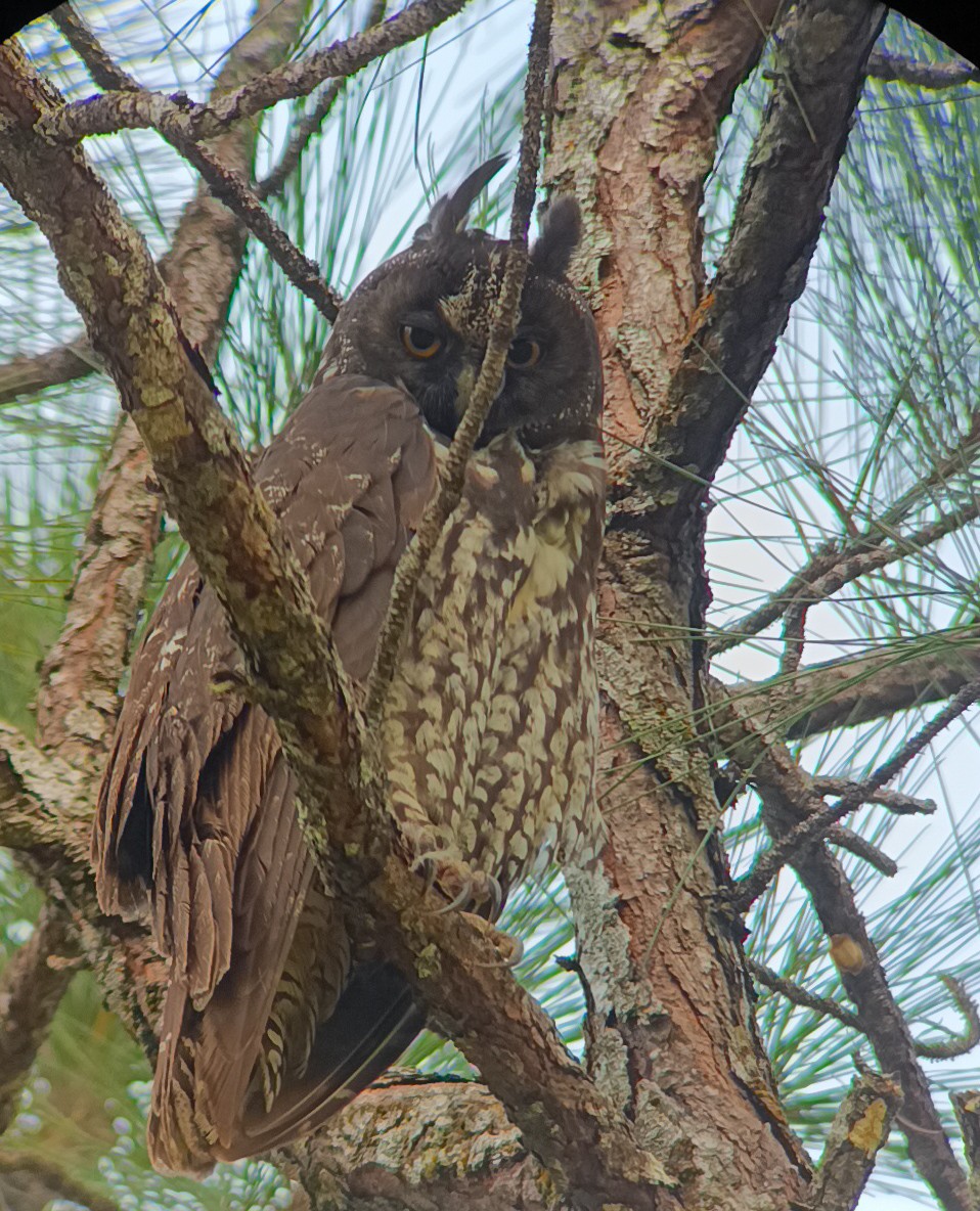 Hibou maître-bois - ML621991822