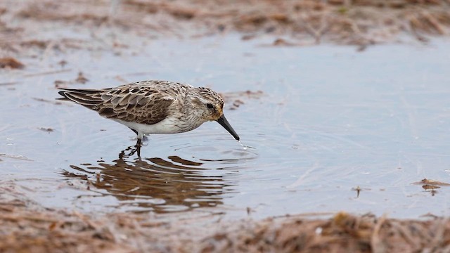 Semipalmated Sandpiper - ML621991967