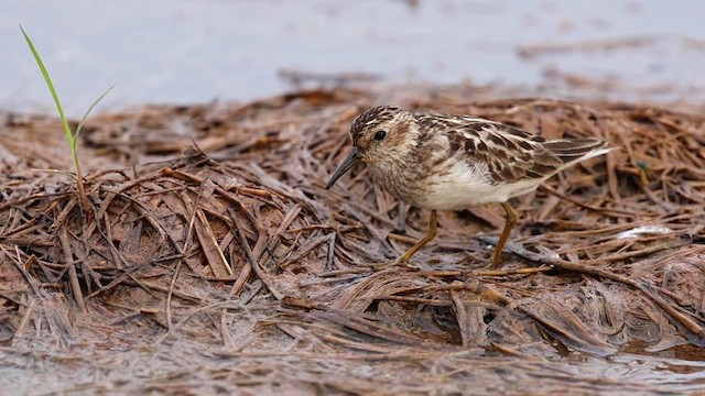 Least Sandpiper - ML621992043