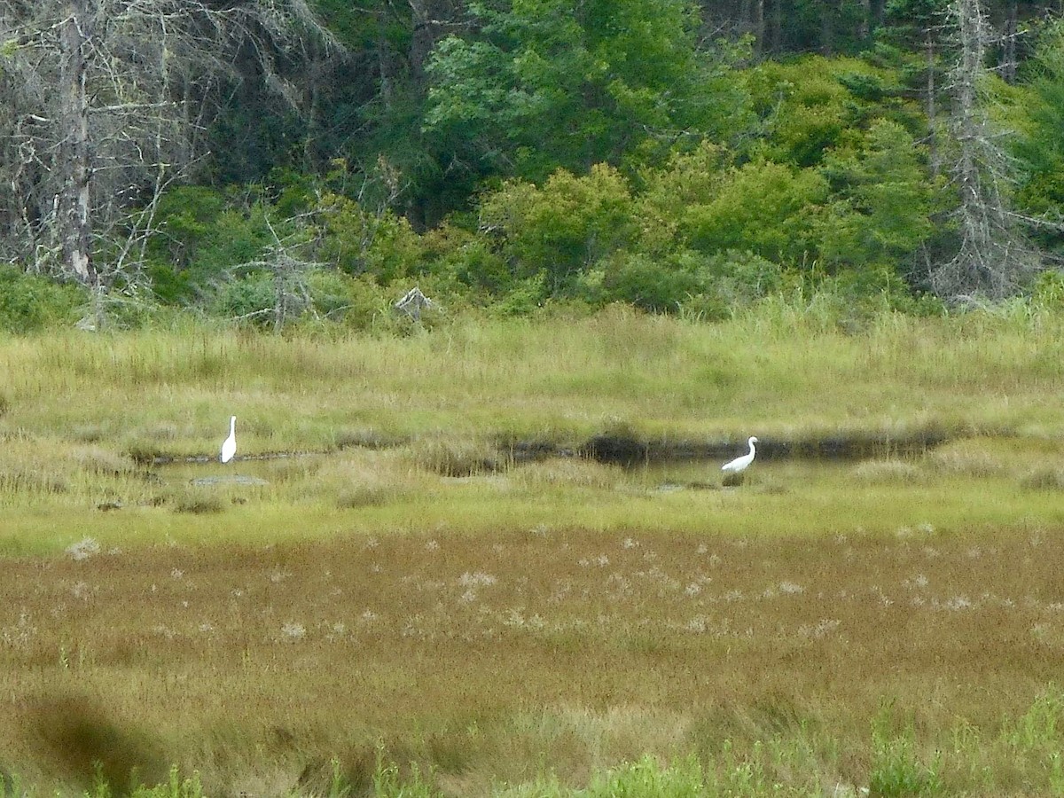 Great Egret - ML621992066