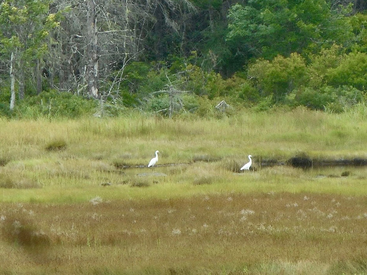 Great Egret - ML621992067