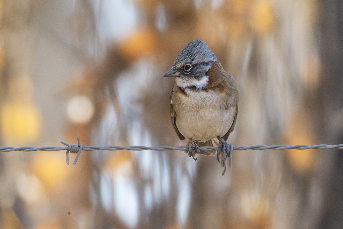 Rufous-collared Sparrow (Patagonian) - ML621992087