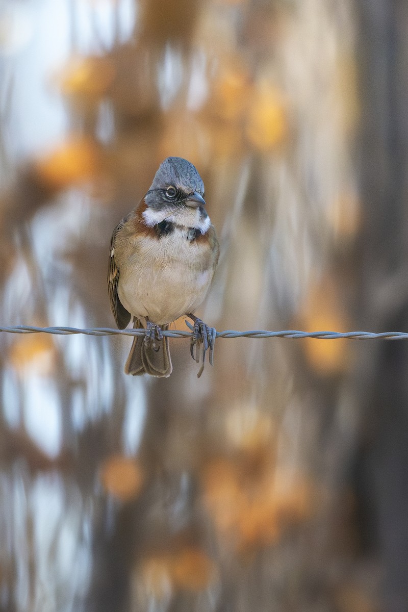 Rufous-collared Sparrow (Patagonian) - ML621992088