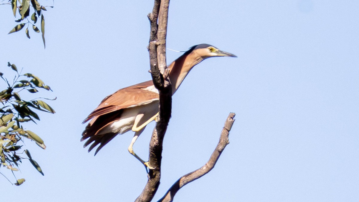 Nankeen Night Heron - ML621992125