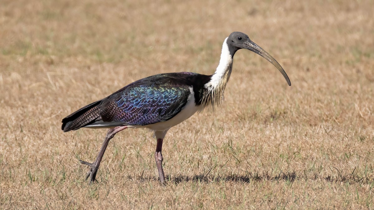 Straw-necked Ibis - ML621992144