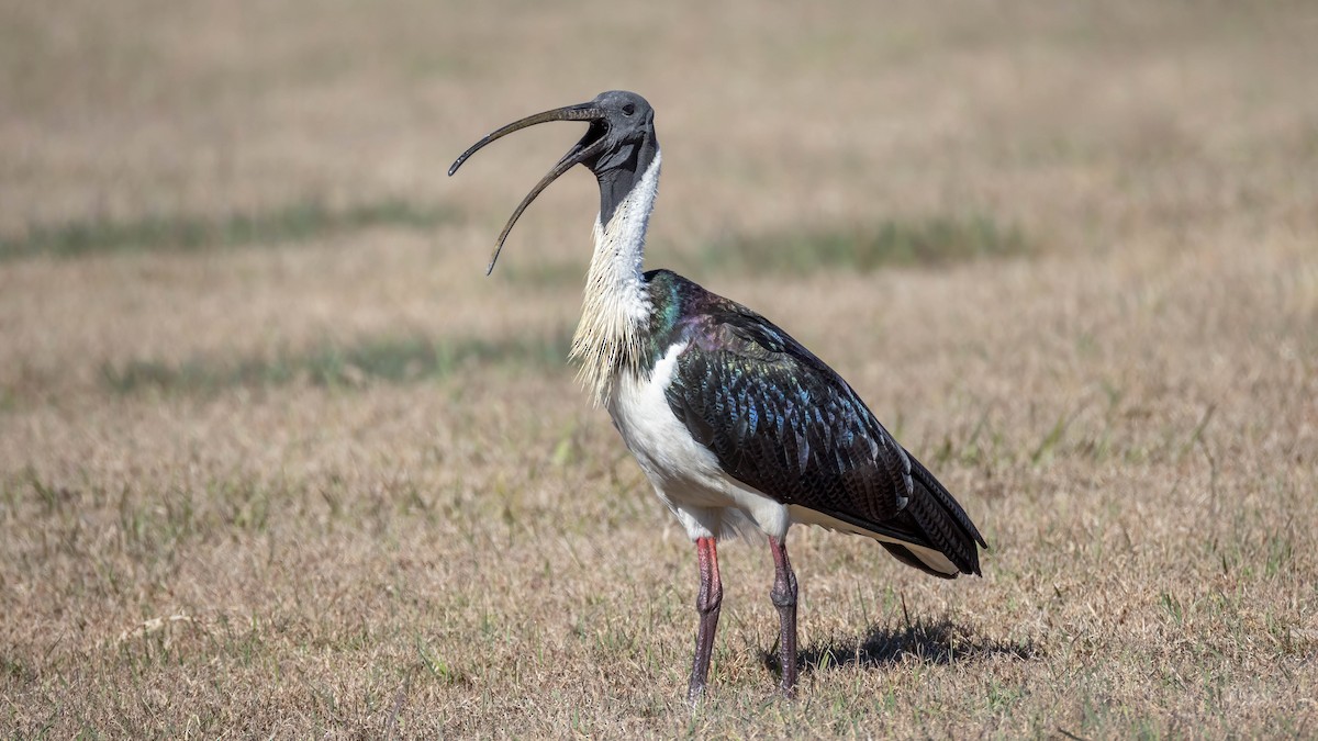 Straw-necked Ibis - ML621992145