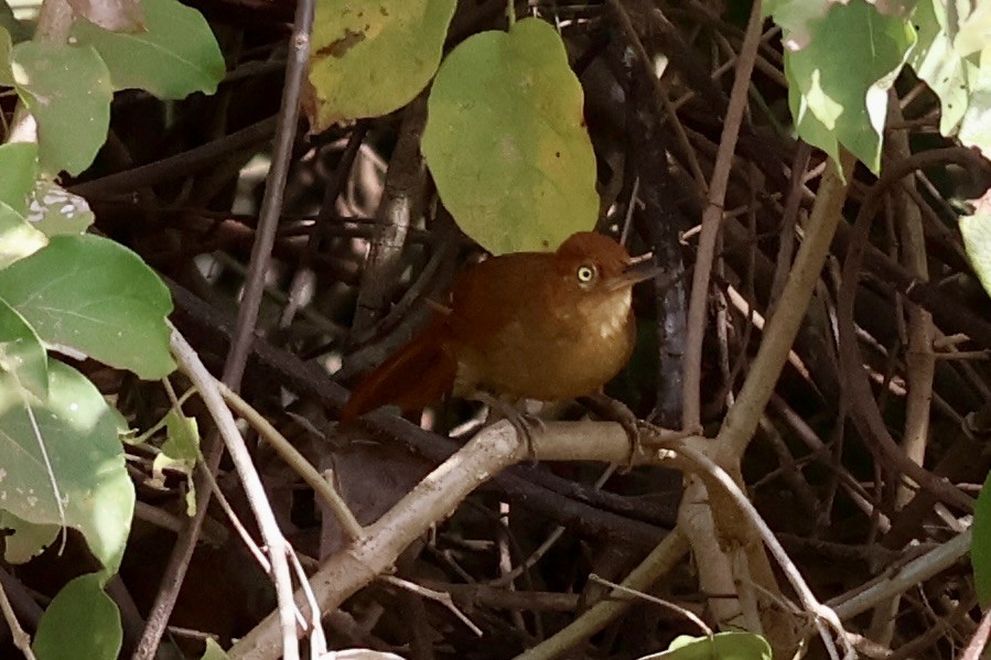 Chestnut-capped Foliage-gleaner - Stan Arnold