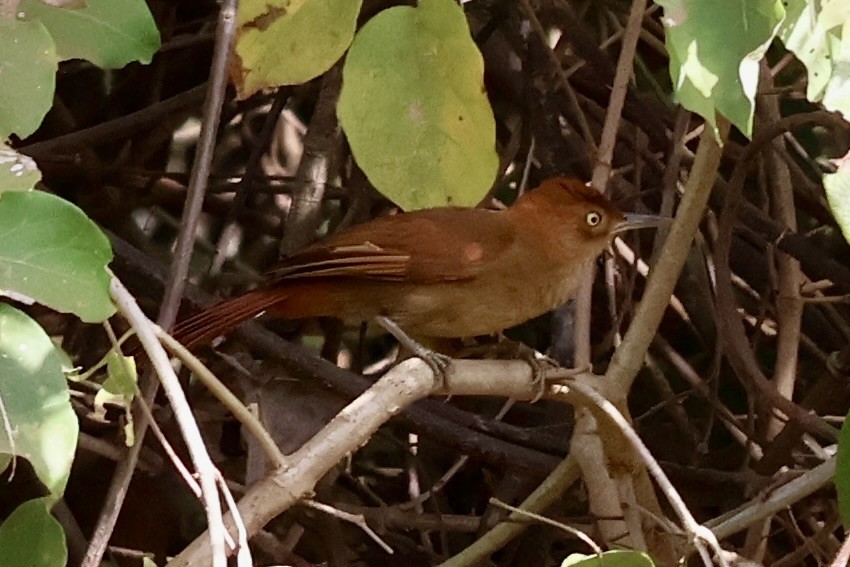 Chestnut-capped Foliage-gleaner - ML621992280