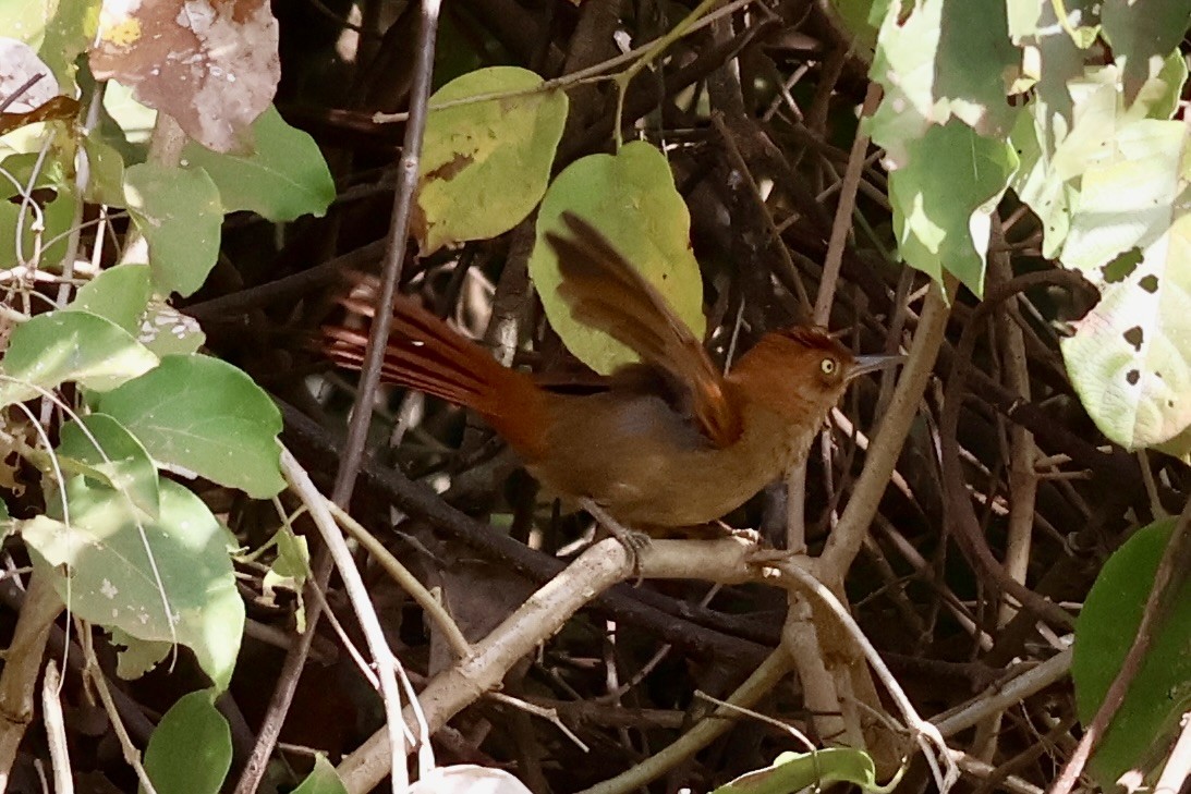 Chestnut-capped Foliage-gleaner - Stan Arnold