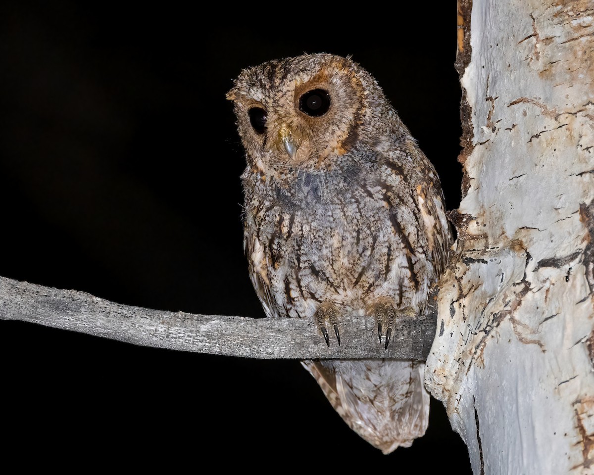 Flammulated Owl - ML621992324