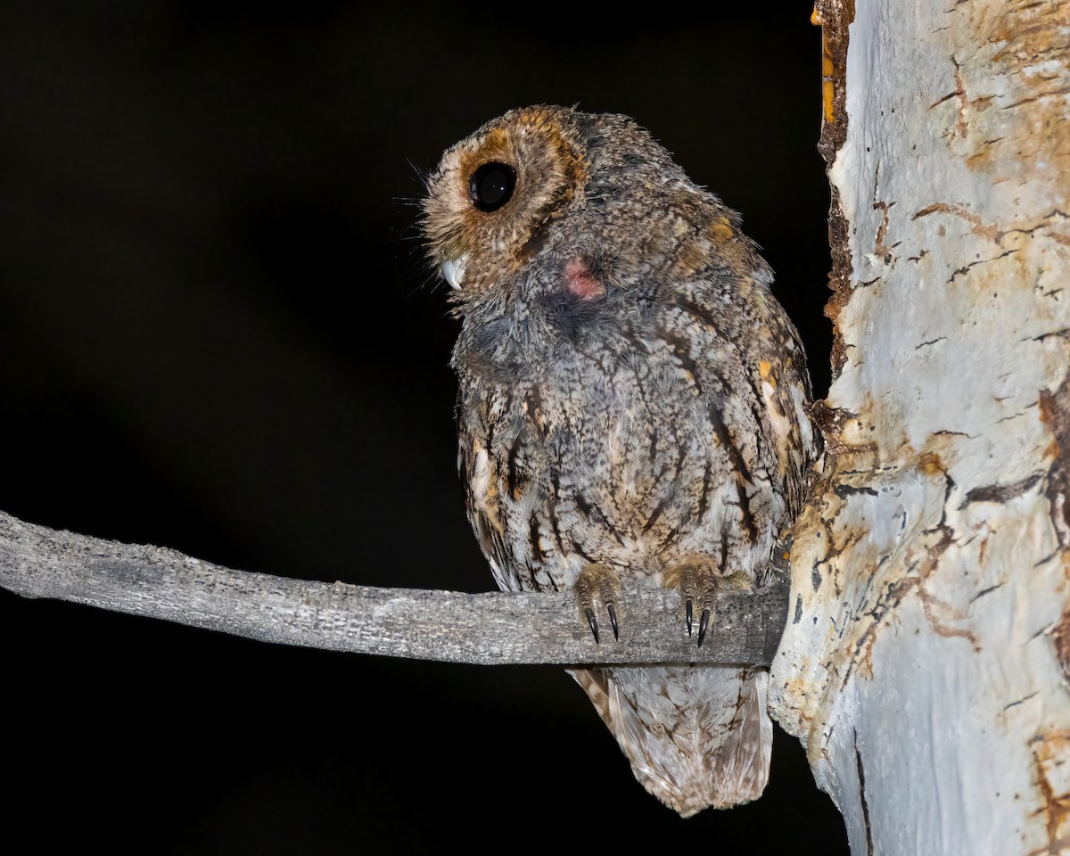 Flammulated Owl - ML621992330