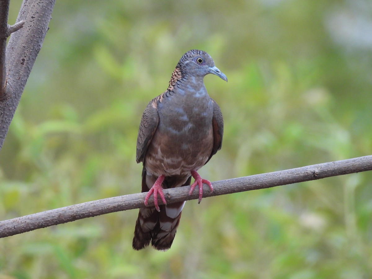 Bar-shouldered Dove - ML621992513