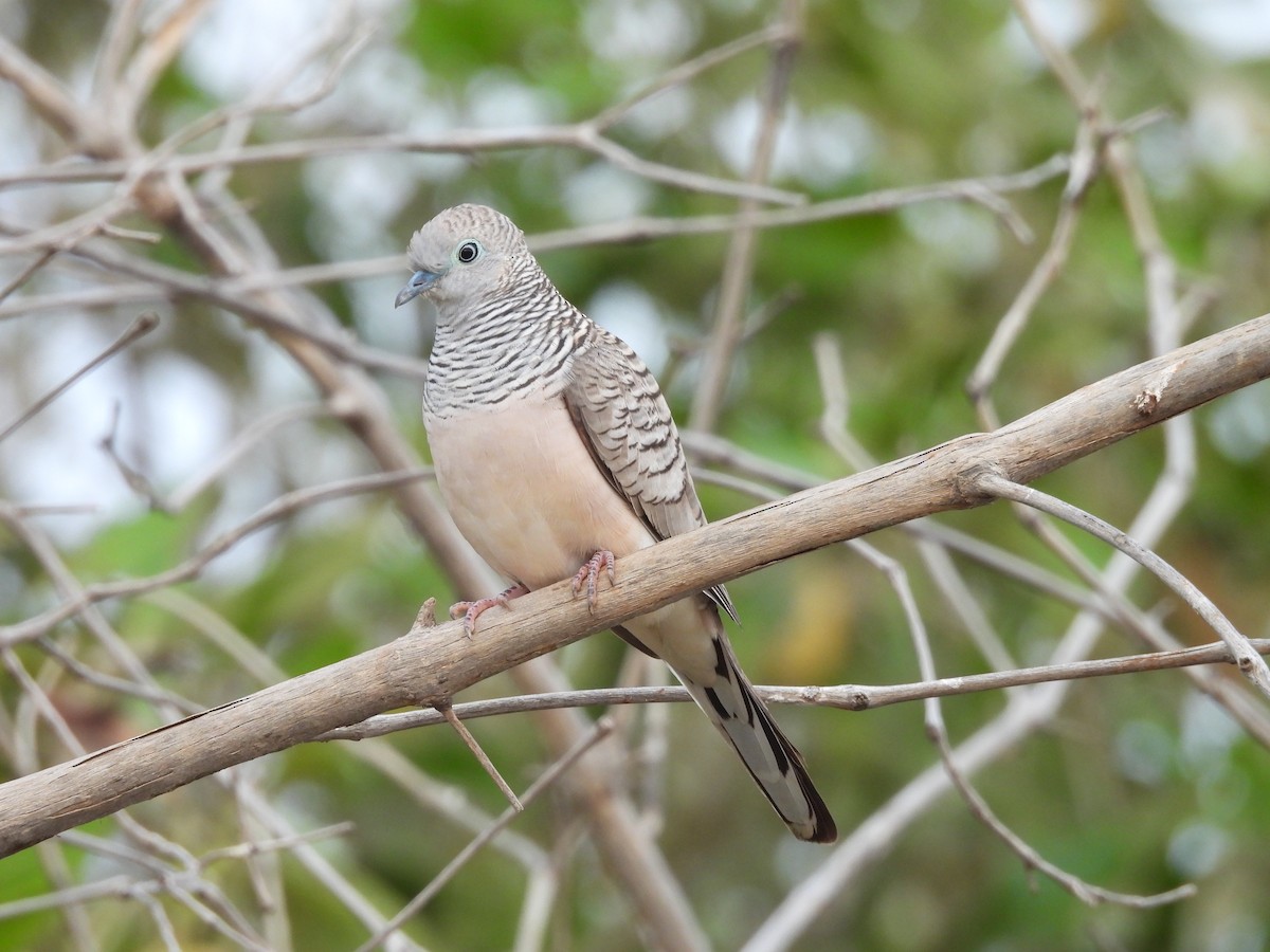 Peaceful Dove - ML621992514