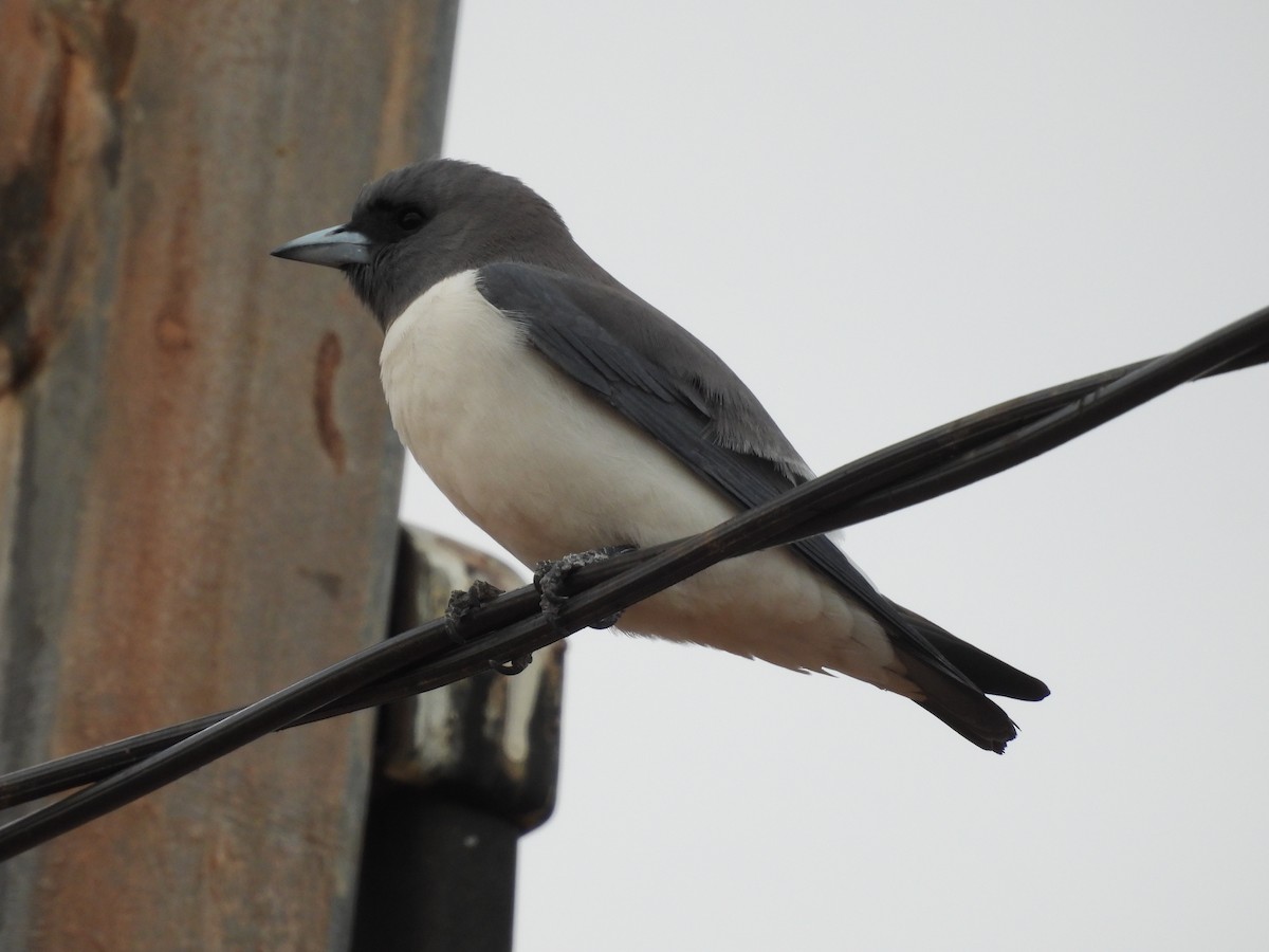 White-breasted Woodswallow - ML621992532