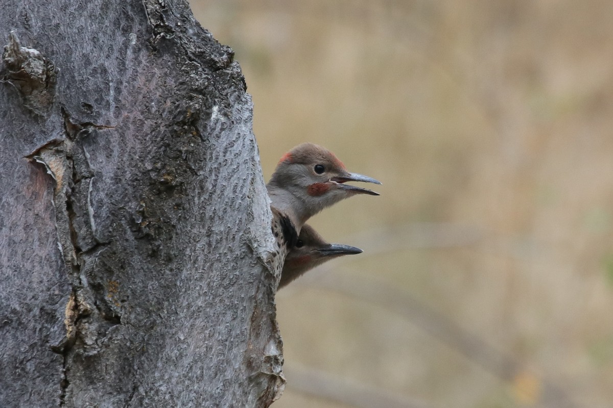 Northern Flicker (Red-shafted) - ML621992535