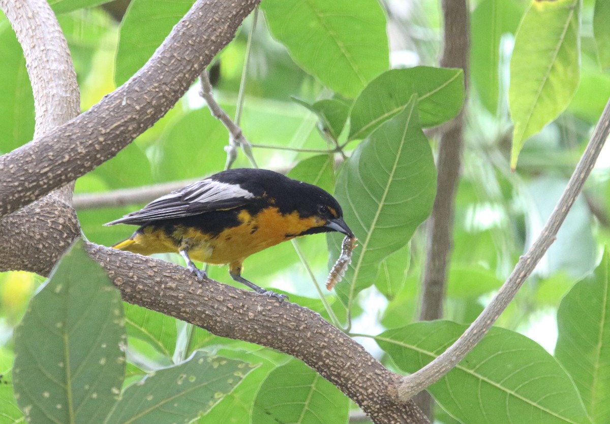 Black-backed Oriole - ML621992538