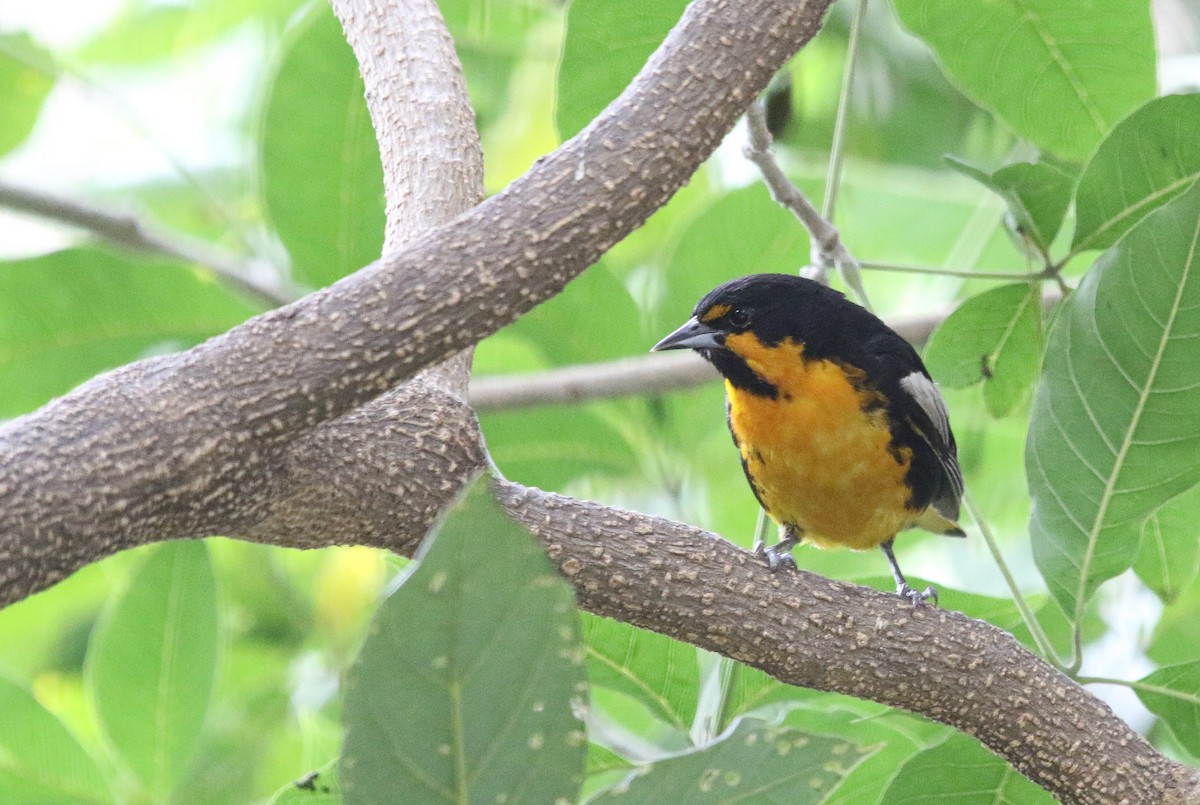 Black-backed Oriole - ML621992539