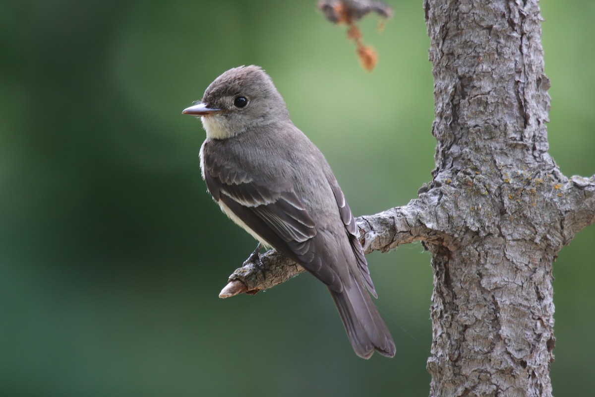 Western Wood-Pewee - ML621992540