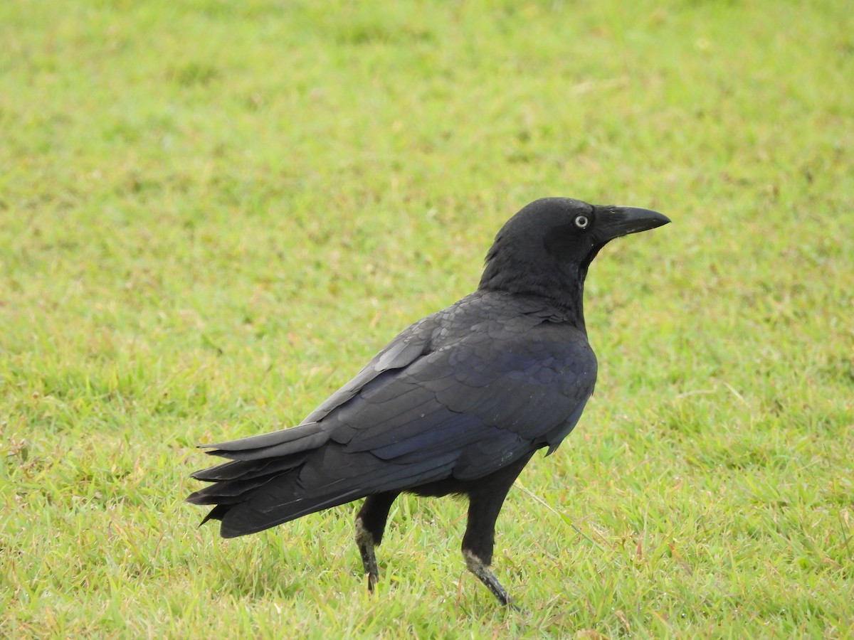 Torresian Crow - Chanith Wijeratne