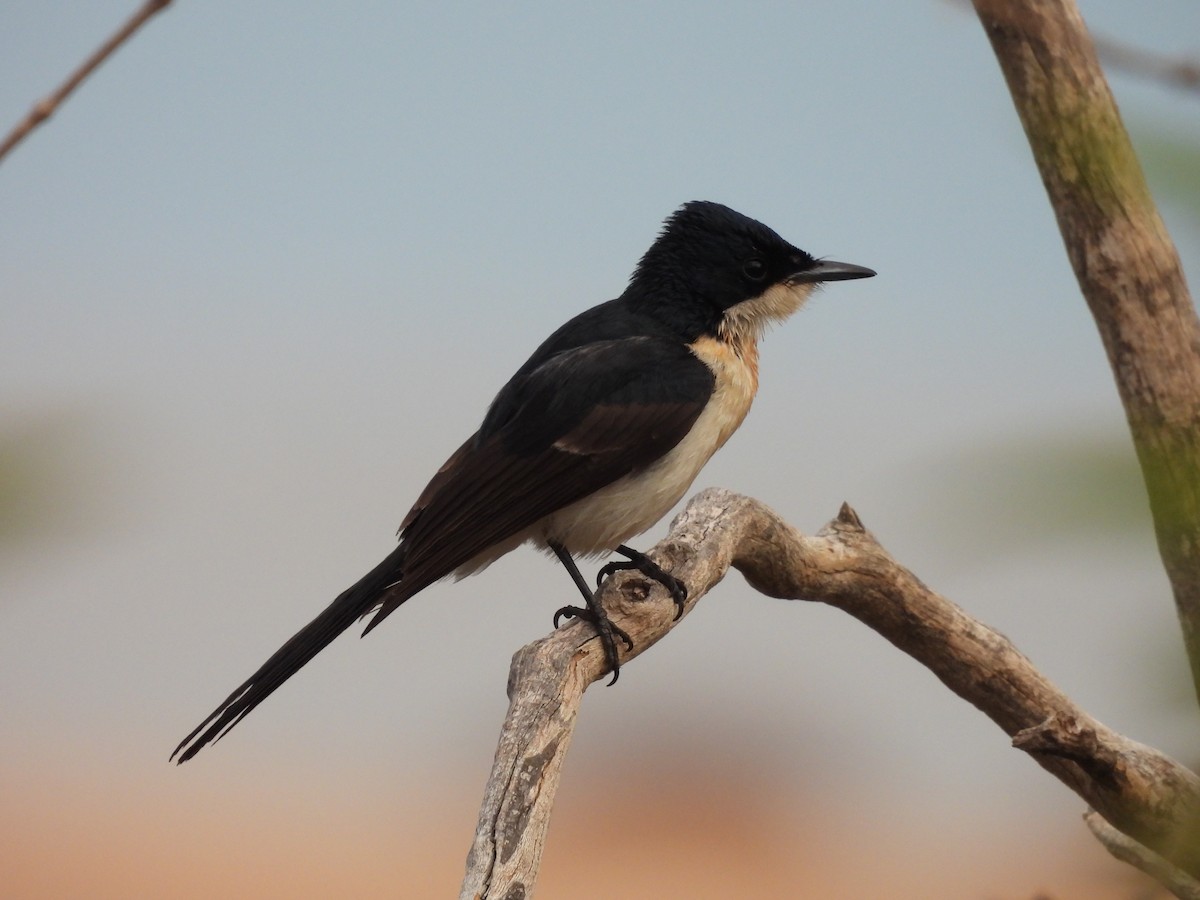 Paperbark Flycatcher - ML621992560