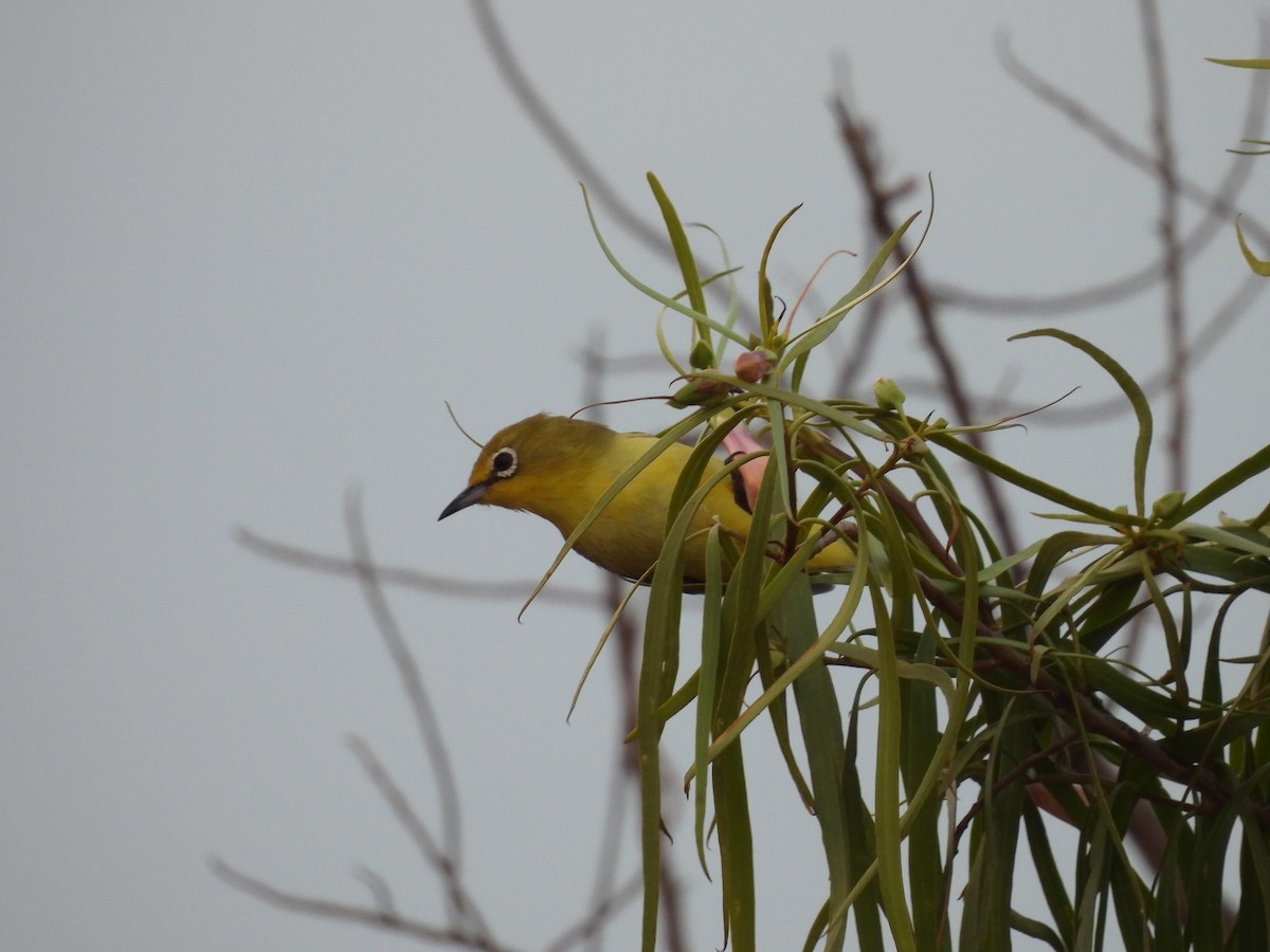 Australian Yellow White-eye - ML621992623