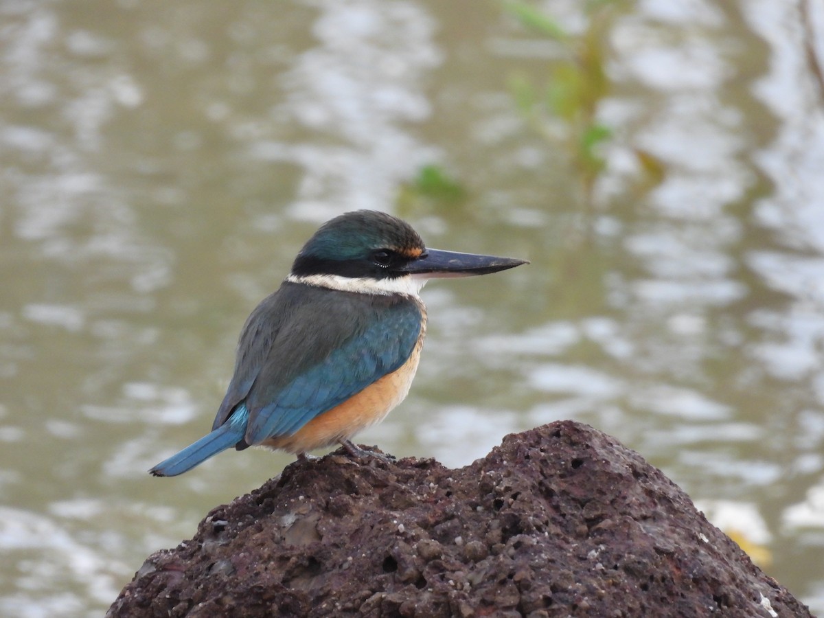 Sacred Kingfisher - ML621992625