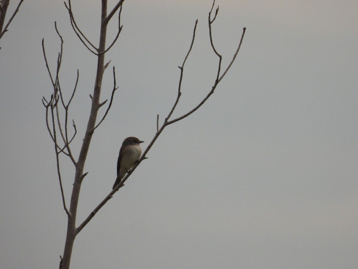 Lemon-bellied Flyrobin (Kimberley) - ML621992645