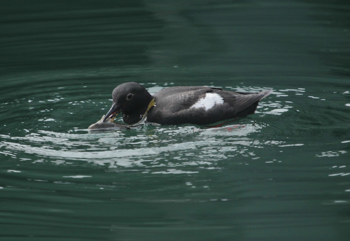 Pigeon Guillemot - ML621992666