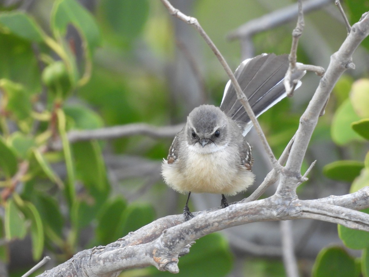 Mangrove Fantail - ML621992683