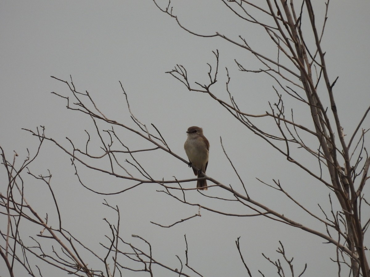 Lemon-bellied Flyrobin (Kimberley) - ML621992684