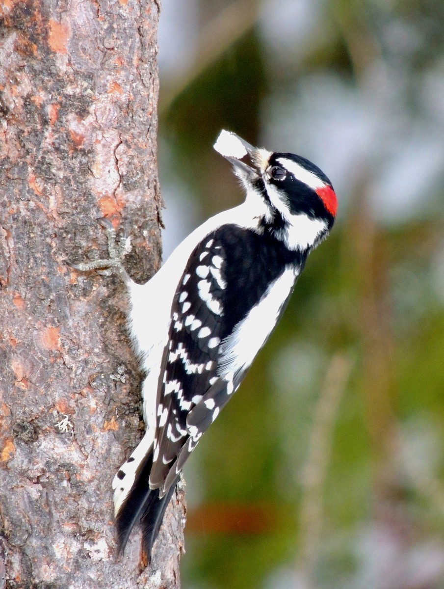 Downy Woodpecker - ML621992700