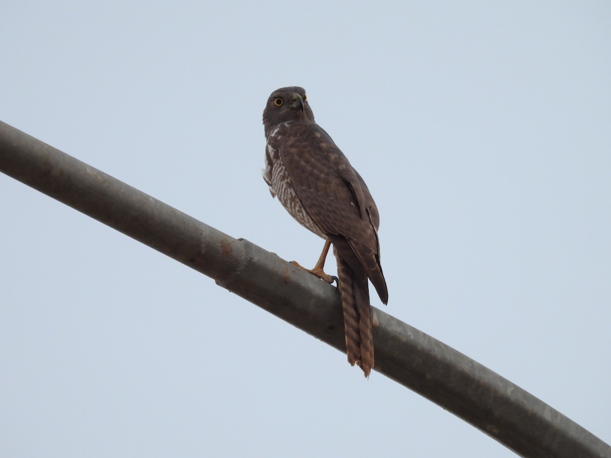 Brown Goshawk - ML621992708