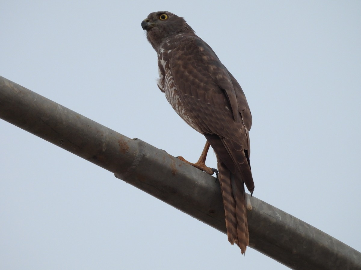 Brown Goshawk - ML621992730