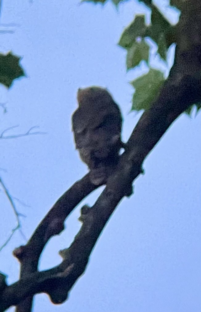 Great Horned Owl - ML621992747