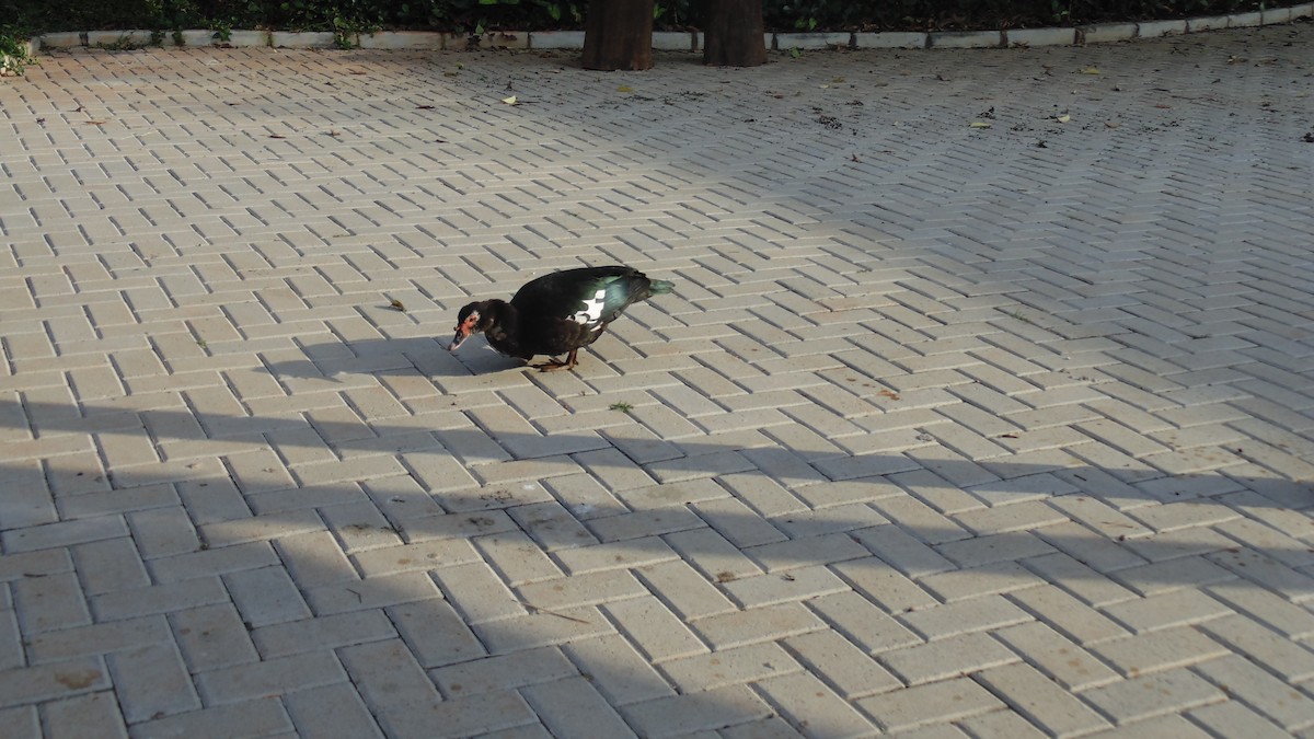Muscovy Duck (Domestic type) - ML621992758