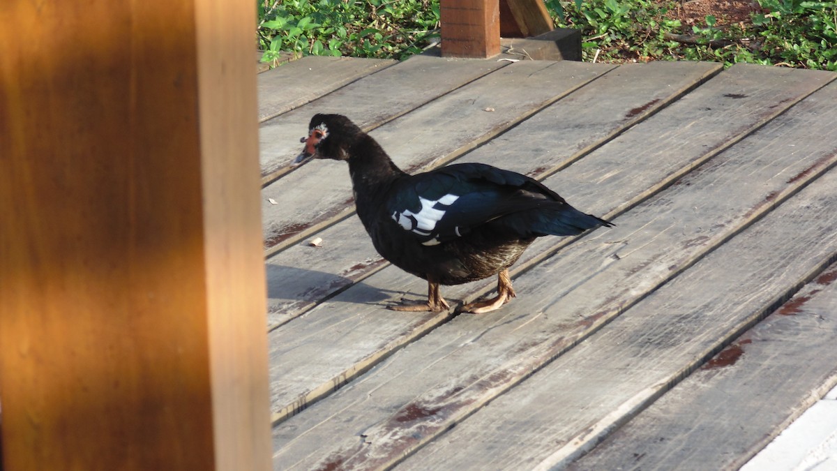 Muscovy Duck (Domestic type) - ML621992759