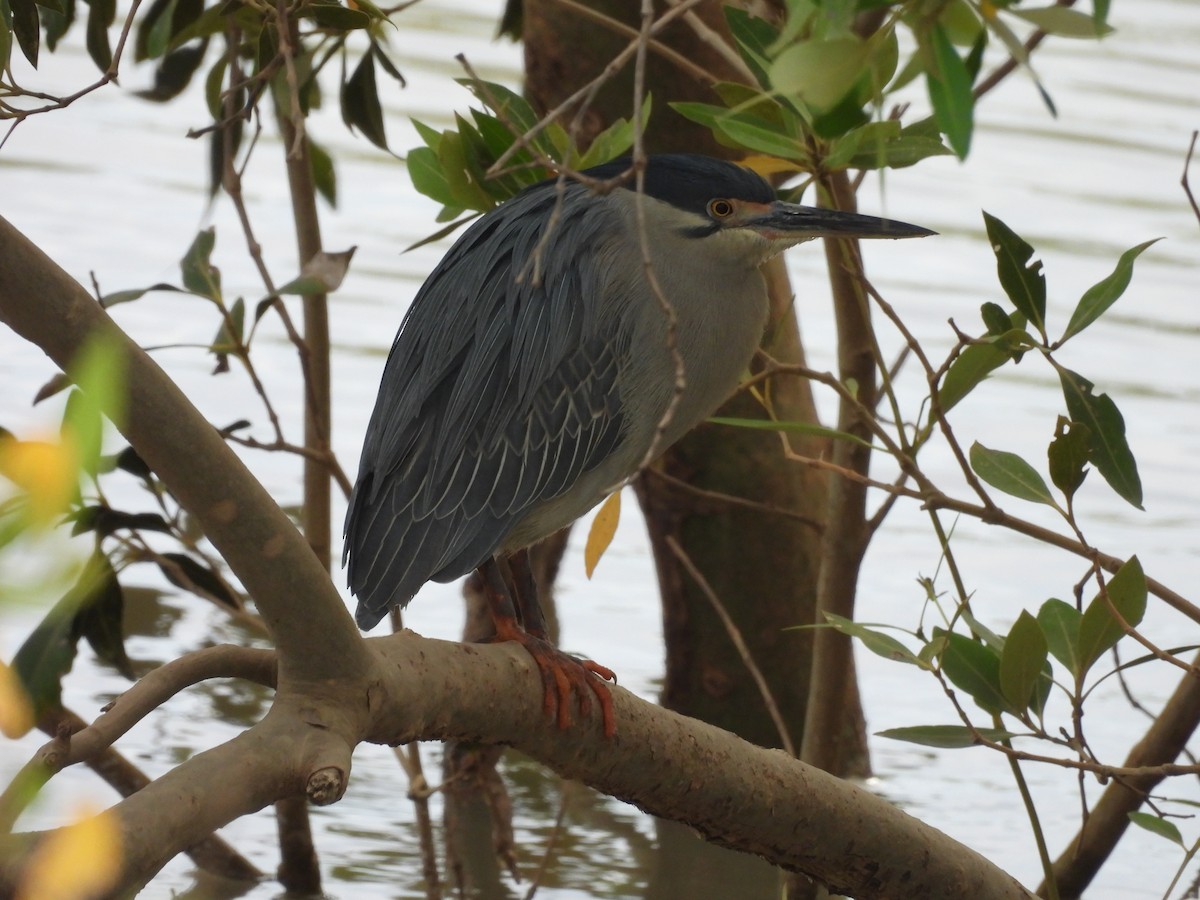 Striated Heron - ML621992813