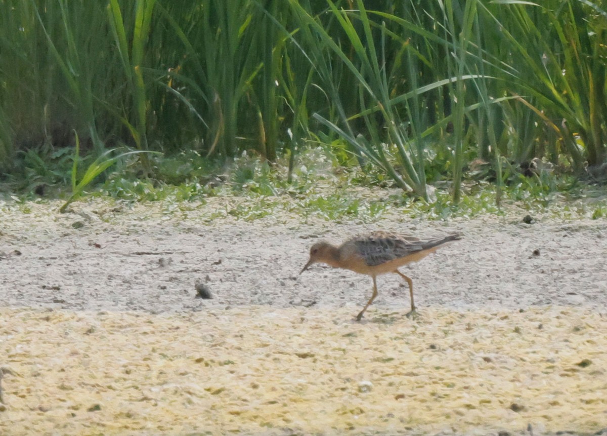 Buff-breasted Sandpiper - ML621992822