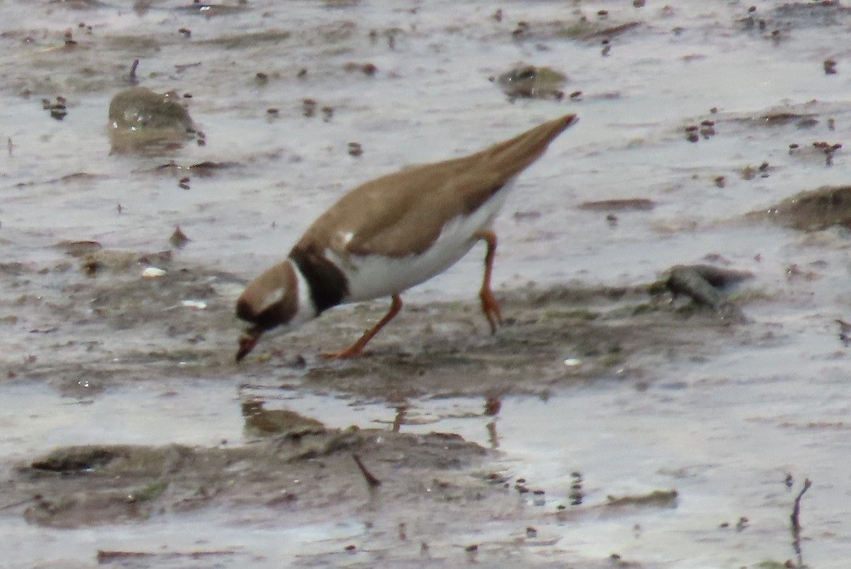 Txirritxo handia - ML621992953