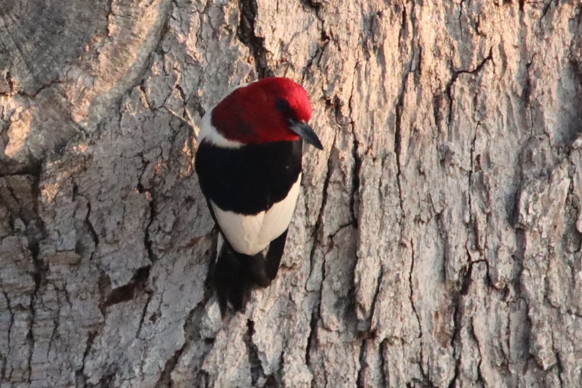 Red-headed Woodpecker - ML621992965