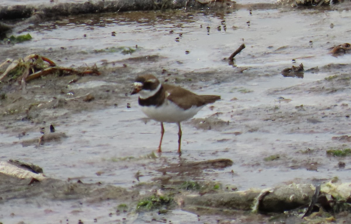 Txirritxo handia - ML621992977