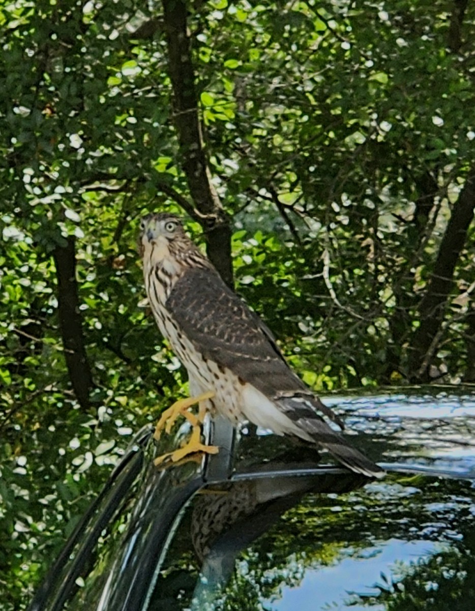 Cooper's Hawk - ML621992985