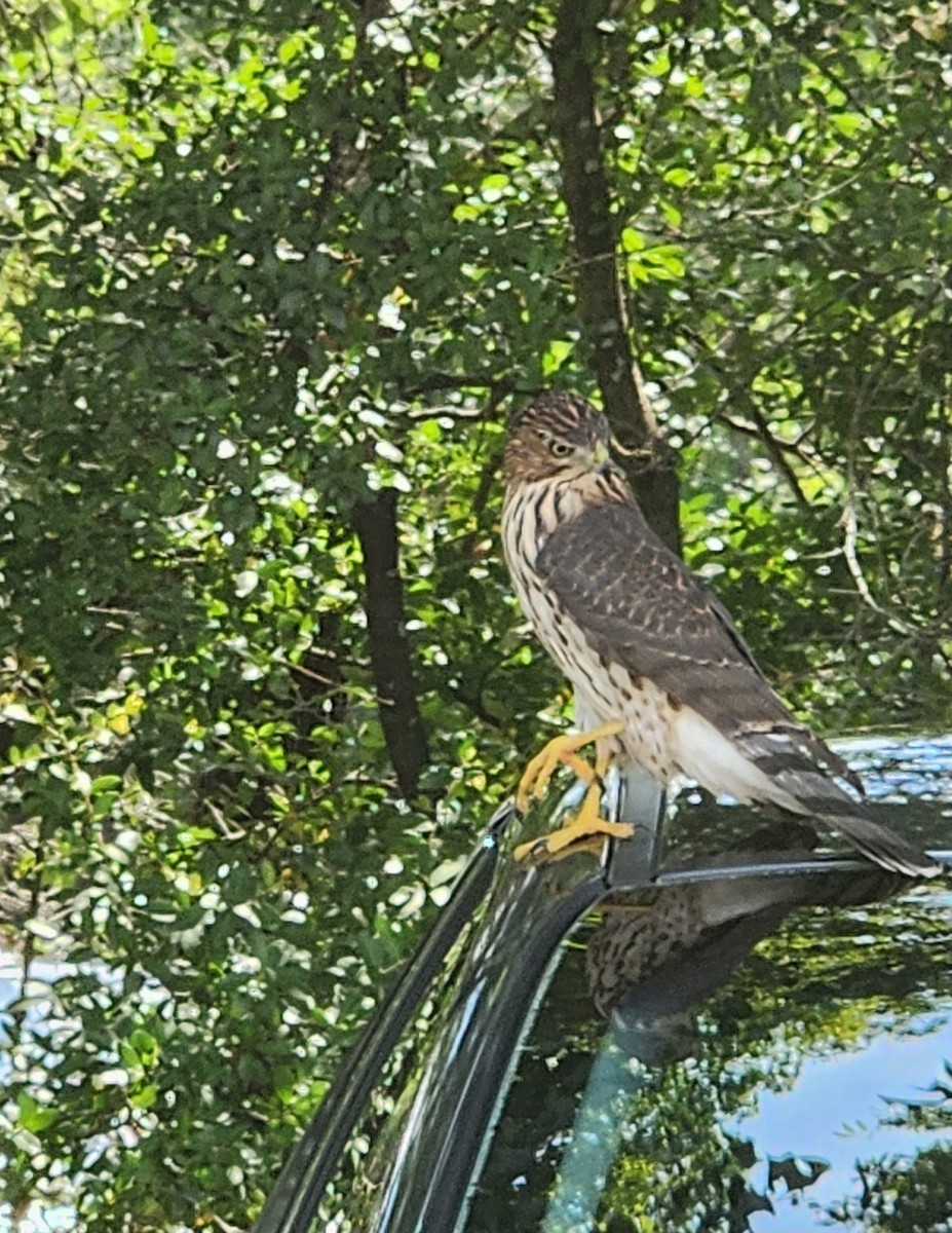 Cooper's Hawk - ML621992986