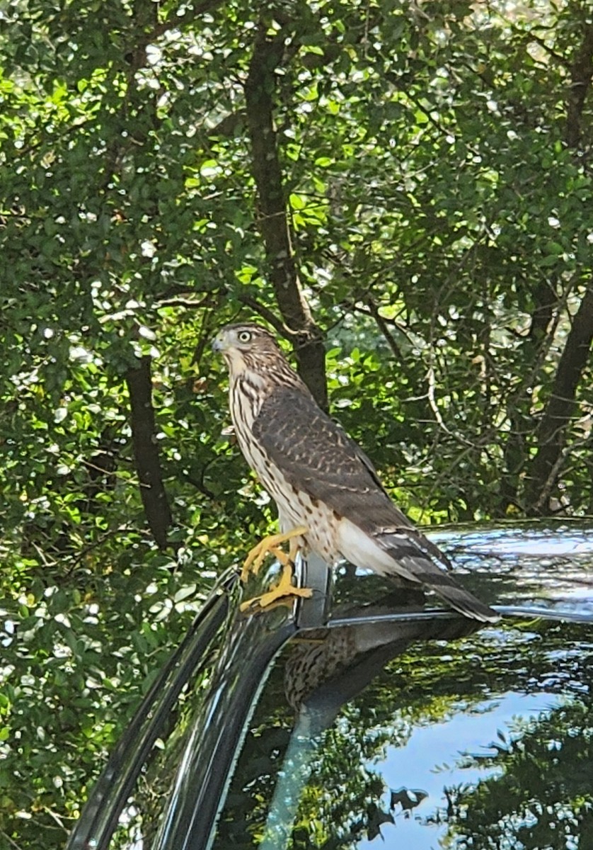 Cooper's Hawk - ML621992987